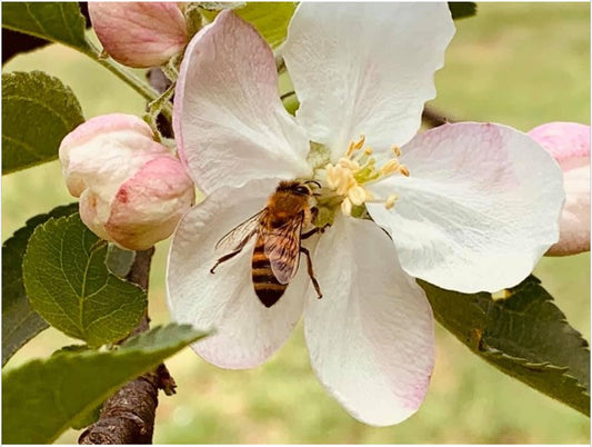 NC Certified Honey
